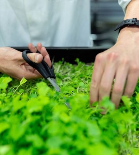 horticulture-farm-header-background.jpg
