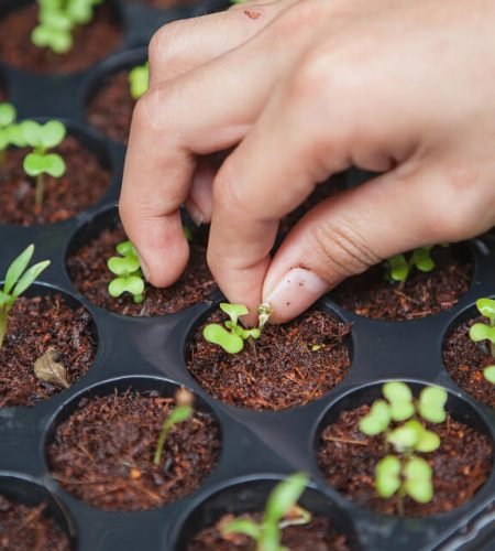 horticulturist-seeding-plants.jpg